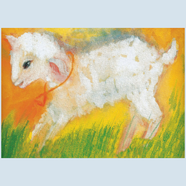 postcard - lamb - Mellinger Verlag