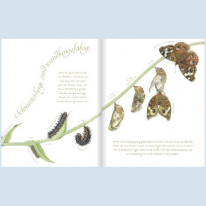 Kinderbuch - Das wundersame Leben der Schmetterlinge, Loewe
